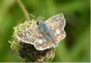 Pyrgus sp.